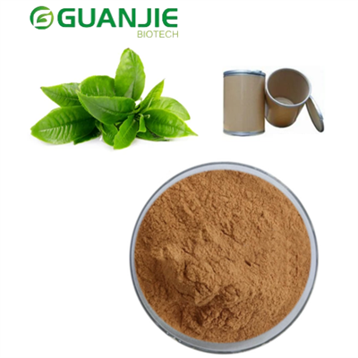 Polvo de extracto de té verde a granel