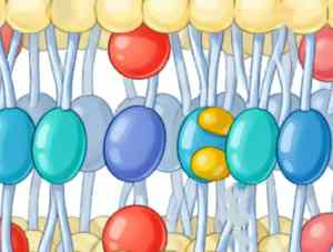 citicoline bulk powder PC citicoline bulk powder PC