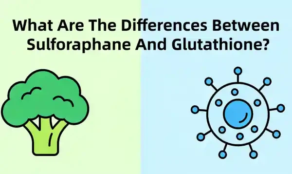 What Are The Differences Between Sulforaphane And Glutathione What Are The Differences Between Sulforaphane And Glutathione
